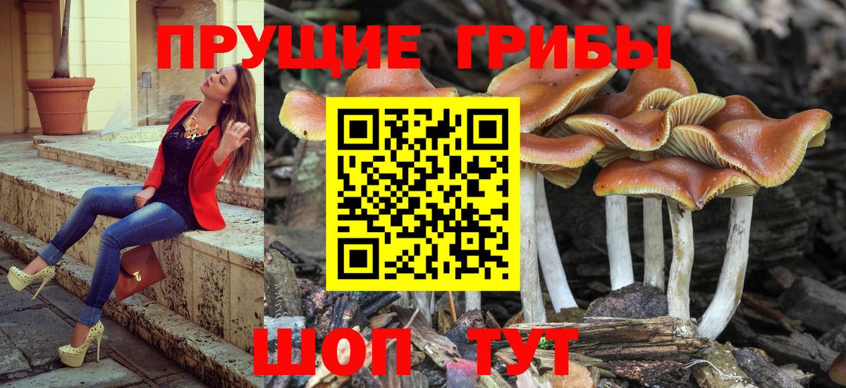 как найти   Псилоцибиновые грибы ЛСД  Псилоцибиновые грибы MAGIC MUSHROOMS  Вход с VPN  Верхний Уфалей 